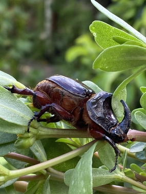 黑色锹虫趴在绿叶上图片